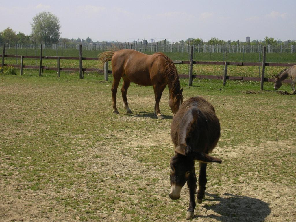 Agriturismo Casa Carpanelli Nonantola Dış mekan fotoğraf