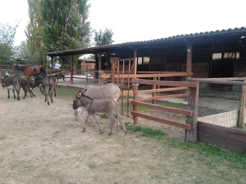 Agriturismo Casa Carpanelli Nonantola Dış mekan fotoğraf