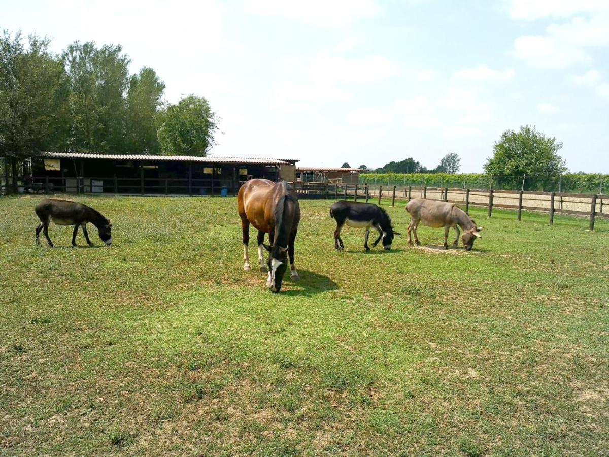Agriturismo Casa Carpanelli Nonantola Dış mekan fotoğraf