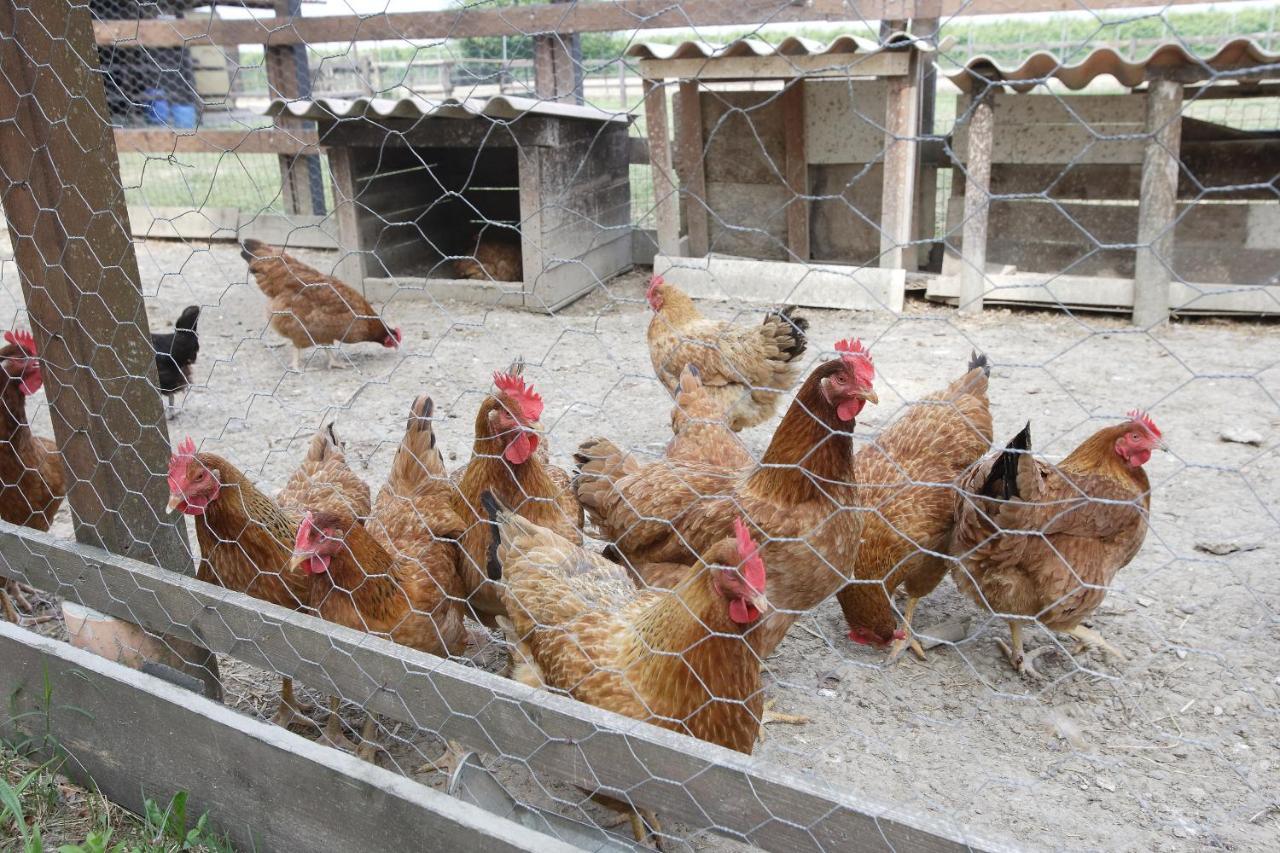 Agriturismo Casa Carpanelli Nonantola Dış mekan fotoğraf